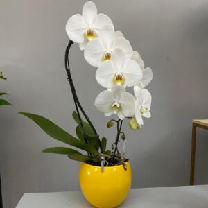Phalaenopsis Orchidea glicine con vaso - Vendita piante verdi e fiorite.  Spedizioni in tutta Italia