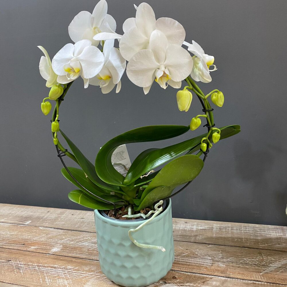 Phalaenopsis Orchidea archetto bianca con vaso